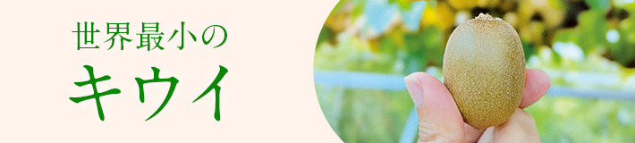 旬のフルーツ_キウイ