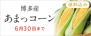 季節の野菜_とうもろこし