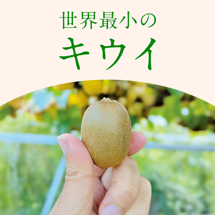 旬のフルーツ_キウイ
