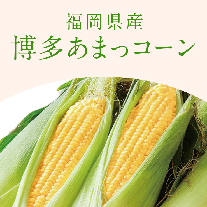 季節の野菜_とうもろこし