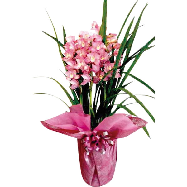 シンビジュウム [B35]