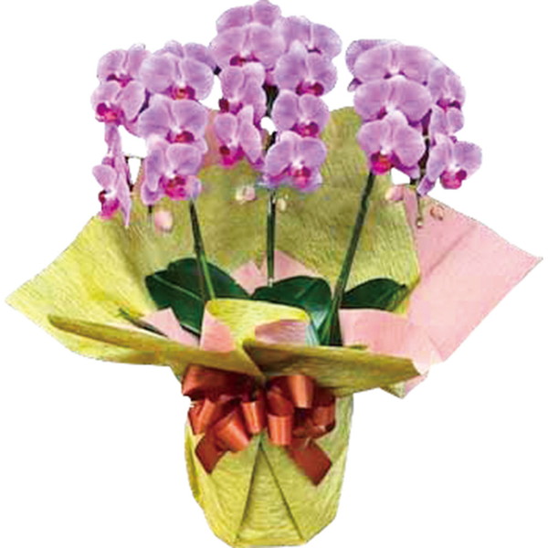 ミニ胡蝶蘭3本立 [B48]