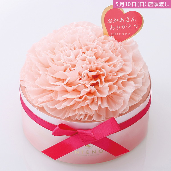 【店頭受取】 [アンテノール]カーネーション（直径12cm）