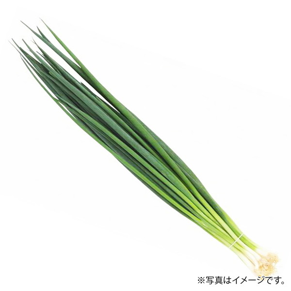 ［フーズメーカー］ 青ねぎ（1袋）　～ネットデパ地下