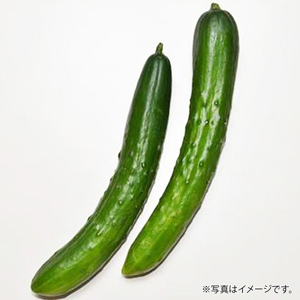 [フーズメーカー] きゅうり (2本)　～ネットデパ地下