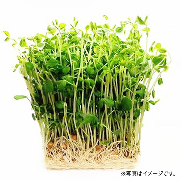 [フーズメーカー] 豆苗 (1袋)　～ネットデパ地下