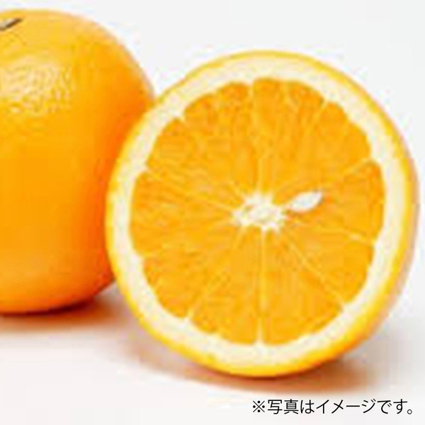 [フーズメーカー] オレンジ (１玉)　～ネットデパ地下