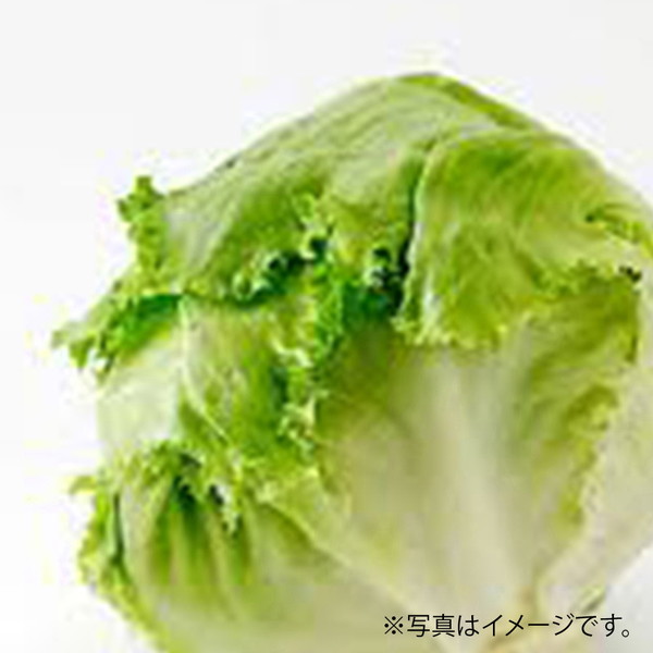 [フーズメーカー] レタス（1玉）　～ネットデパ地下