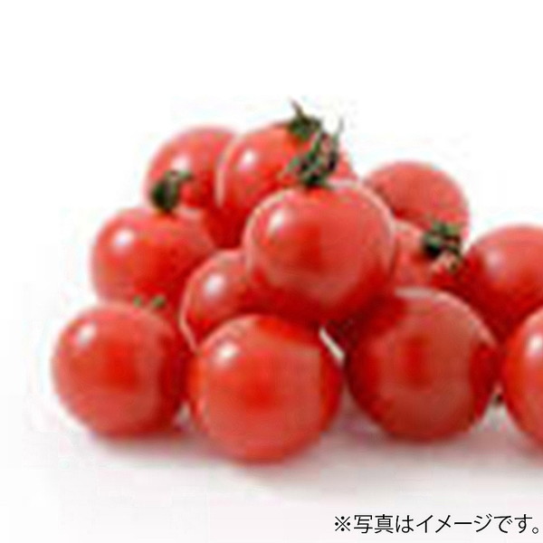 [フーズメーカー] ミニトマト（1パック）　～ネットデパ地下
