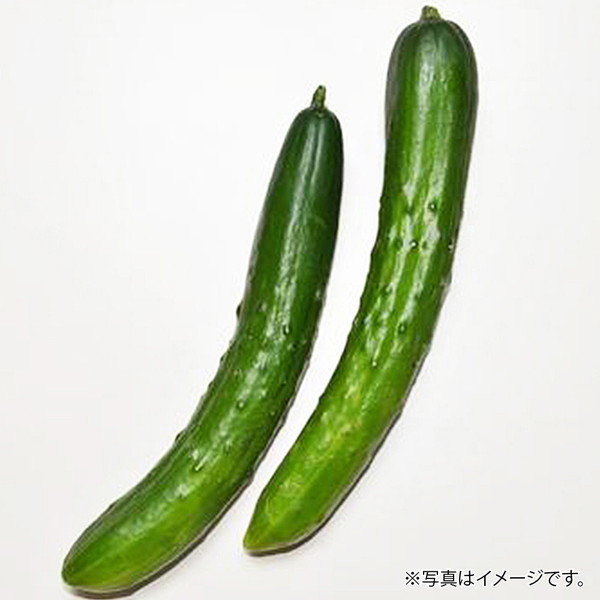 [フーズメーカー] きゅうり（2本）　～ネットデパ地下