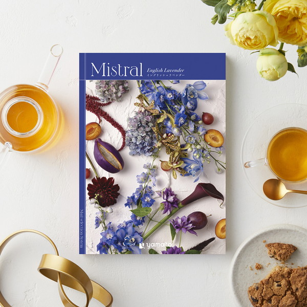 [Ｍｉｓｔｒａｌ(ミストラル)] イングリッシュラベンダー