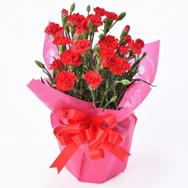 [松末フラワーガーデン] 鉢植えカーネーション