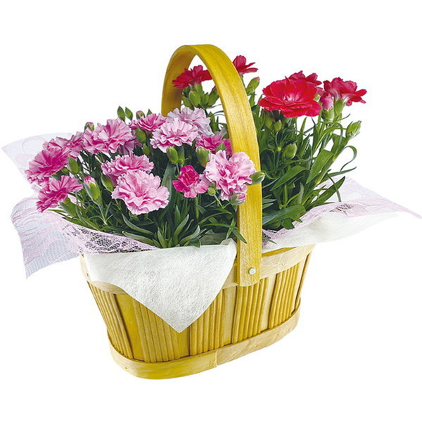 [松末フラワーガーデン] ミニカーネーション 2色セット