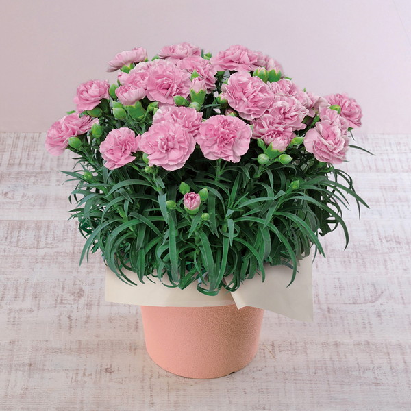 【母の日・5/5～5/10届け】 カーネション「アプリシア」