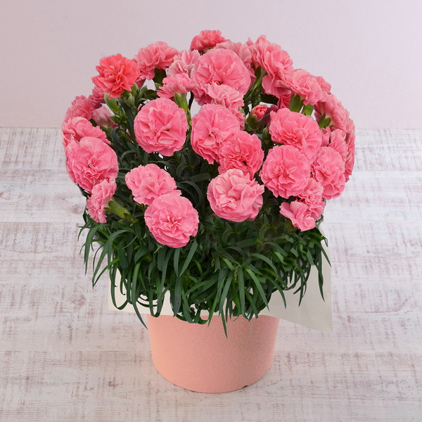 【母の日・5/5～5/10届け】 カーネション「ももりーな」