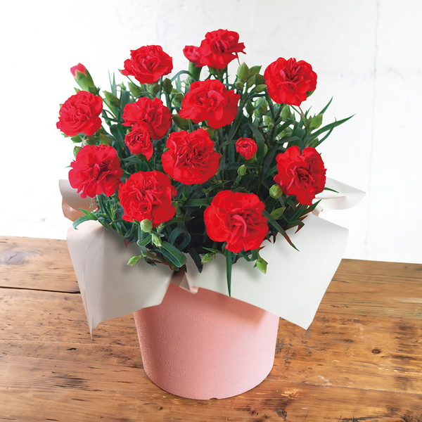 【母の日・5/5～5/10届け】 カーネション「感謝の気持ち」