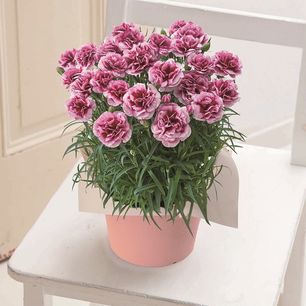 【母の日・5/5～5/10届け】 カーネション「プラムタルト」