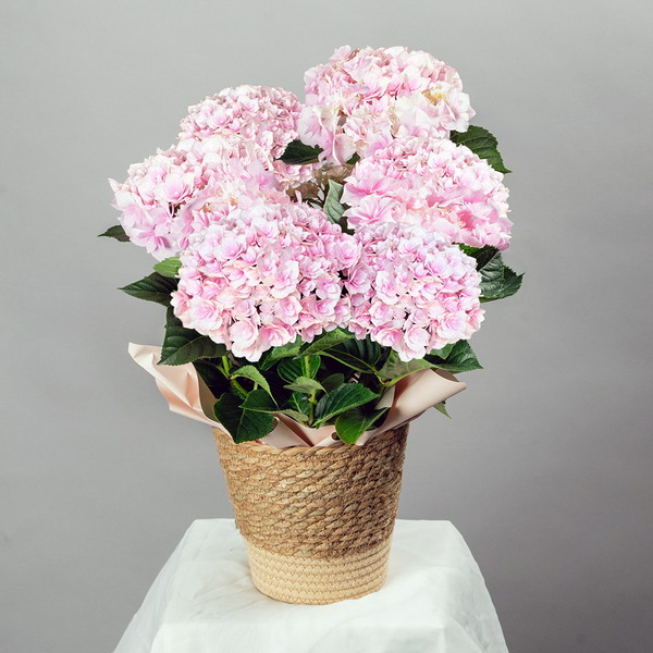 【母の日・5/5～5/10届け】 あじさい「ふわり」