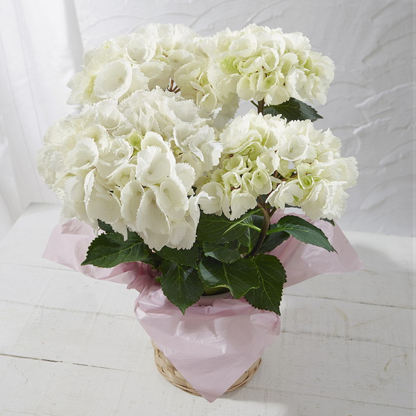 【母の日・5/5～5/10届け】 あじさい「ゼブラ」4号