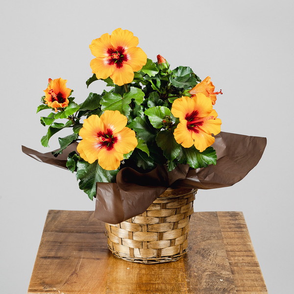 【母の日・5/5～5/10届け】 ロングライフハイビスカス「プチオレンジ」