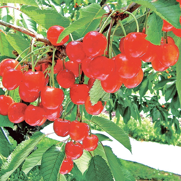 山形県産 さくらんぼ