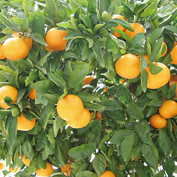 佐賀県産 完熟太良みかん