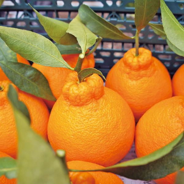 火の国ロマン（デコポン）