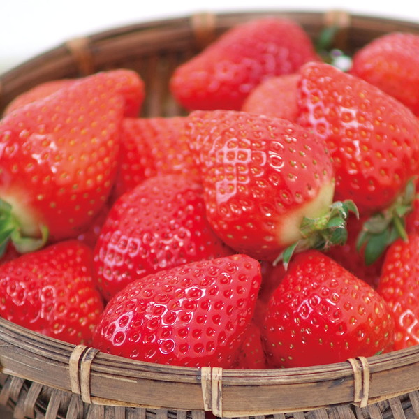 長崎県産 ゆめのか