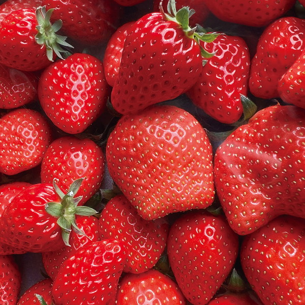 [小倉の苺やさん]わがこいちご２品種食べ比べセット