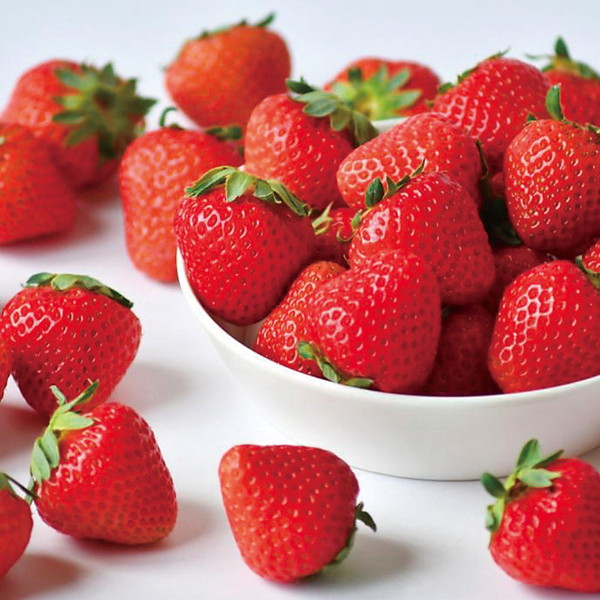 長崎県産 こいみのり