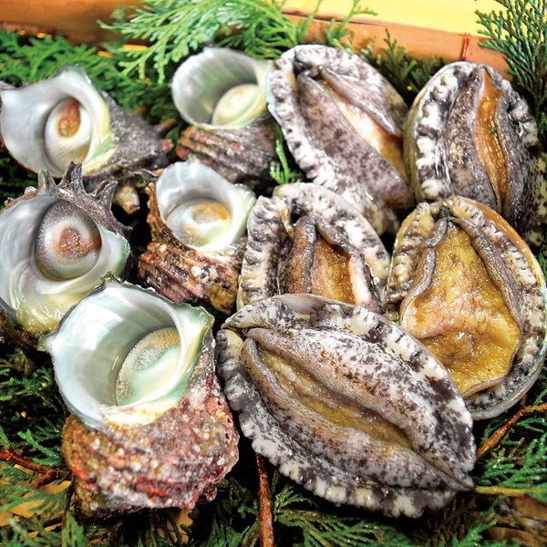 天草活あわび・さざえ詰合せ