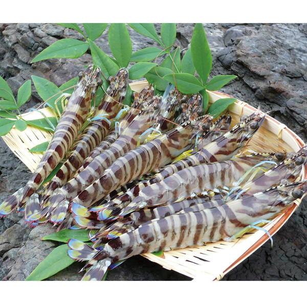 天草産 活車海老[養殖]（250g）