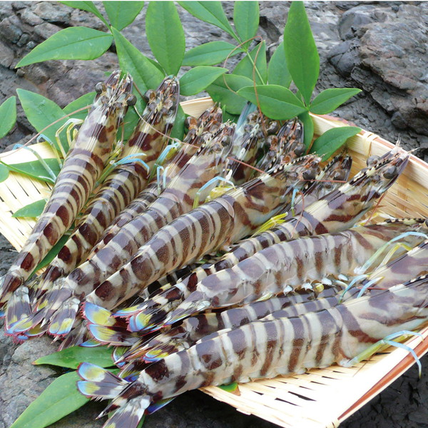天草産 活車海老[養殖]（600g）