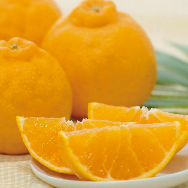 愛媛県産 デコポン