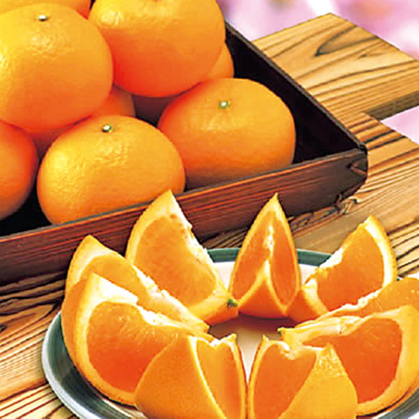 愛媛県産 清見 お徳用