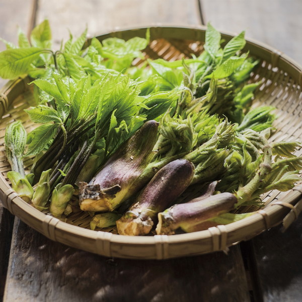 [山ノ民] 【芽吹】山菜セット500g