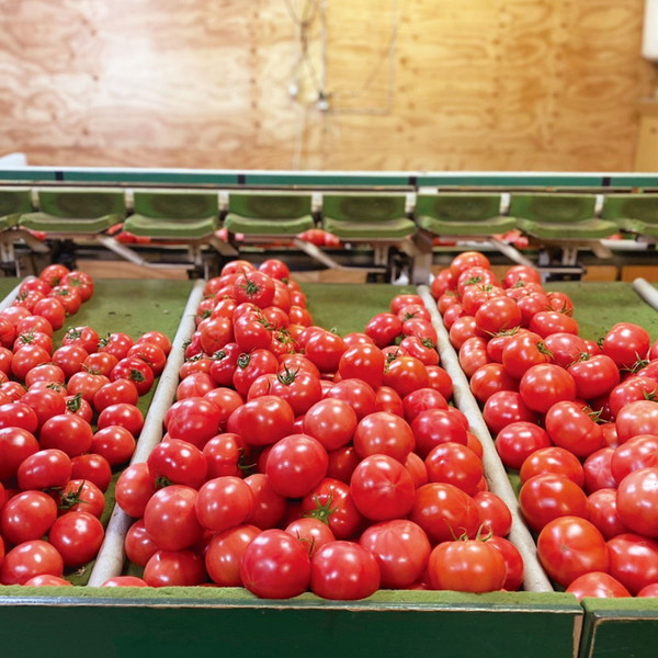 北九州市 若松水切りトマト