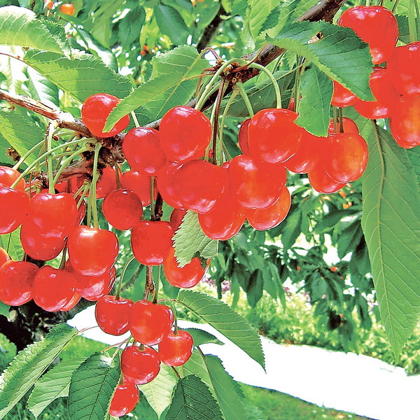 山形県産 さくらんぼ
