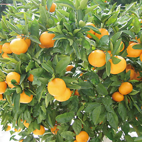 佐賀県産 完熟太良みかん