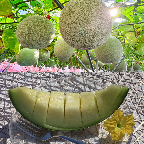 さぬきメロン Dream Star