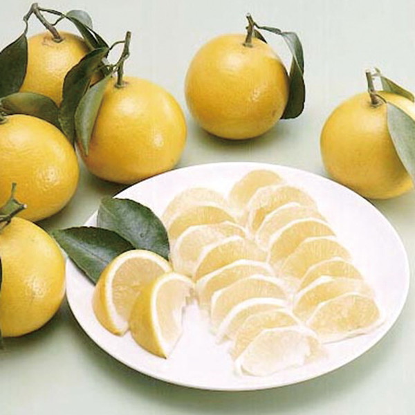 宮崎県産 日向夏