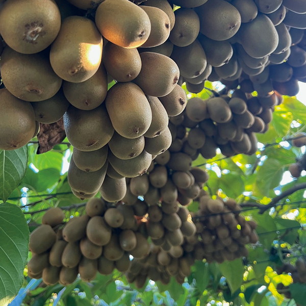 〈キウイボム〉香川県産 さぬきキウイっこ