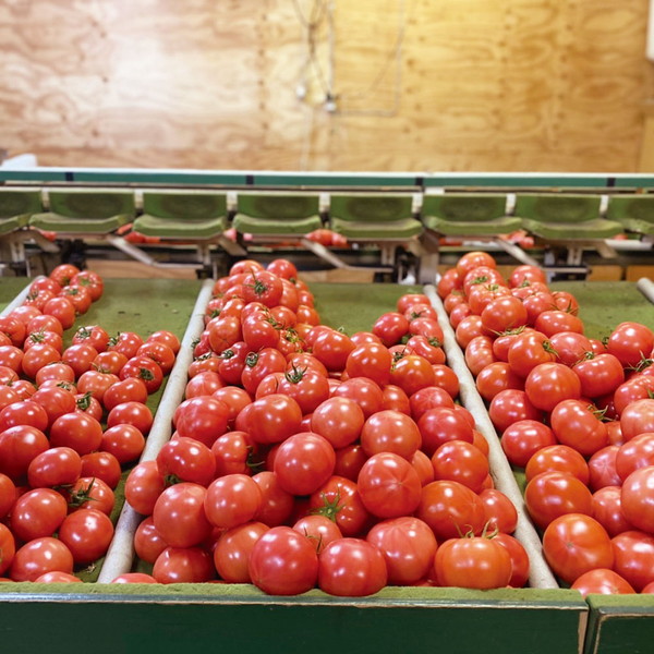 北九州市 若松水切りトマト（2㎏）