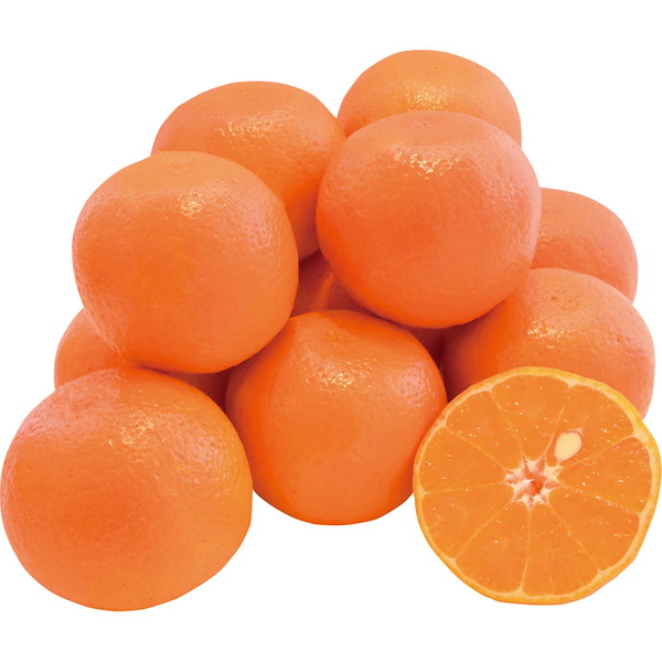 [フルーツ＆ジェラートさくらじま] 屋久島たんかん