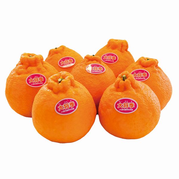 [フルーツ＆ジェラートさくらじま] 大将季