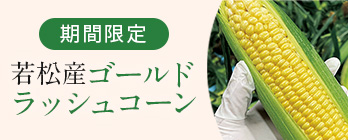 季節の野菜_とうもろこし
