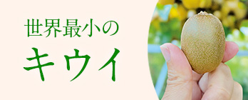 旬のフルーツ_キウイ