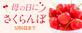 旬のフルーツ_さくらんぼ