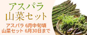 旬の野菜特集