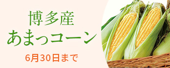季節の野菜_とうもろこし